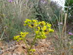 Ruta Graveolens